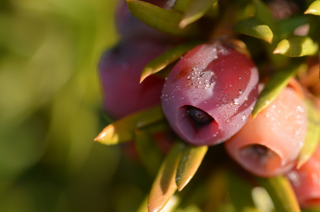 Kreationen der Natur