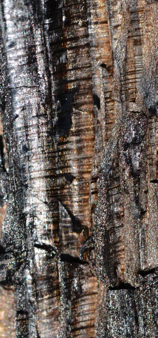 DSC_0022 (3) - Kopie - Kopie