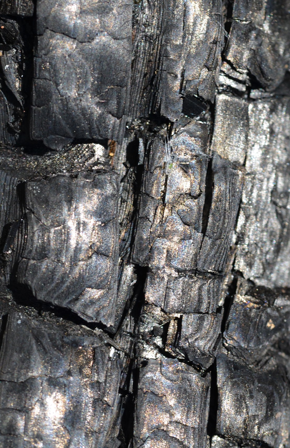 DSC_0057 (3) - Kopie - Kopie