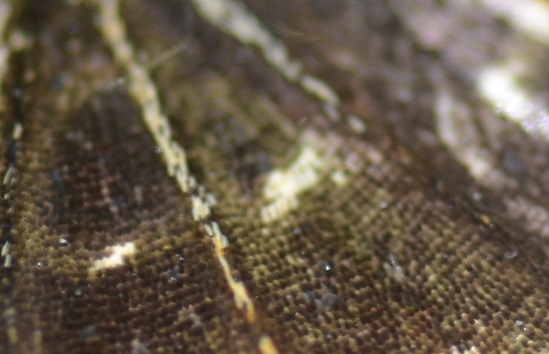 Flügelzeichnung_diskret