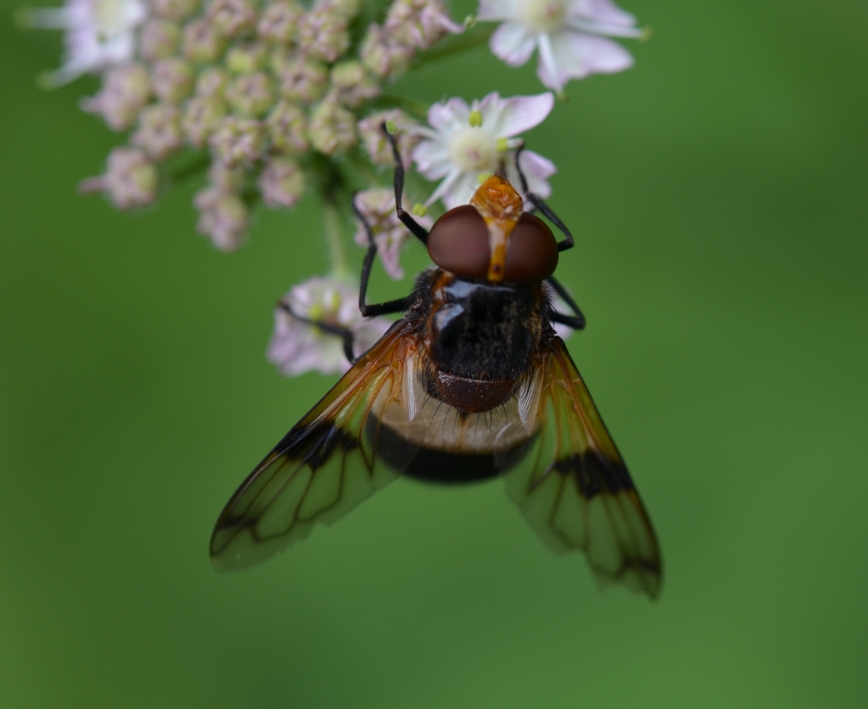 Gesichtsfliege_von_oben