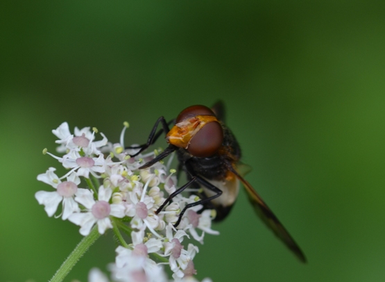 Gesichtsfliege_von_Seite