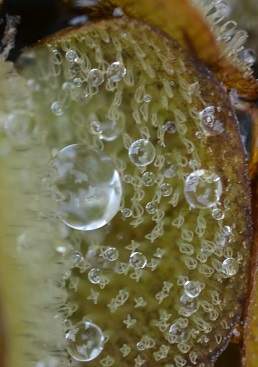 Tröpfchen auf Wasserpfalnze