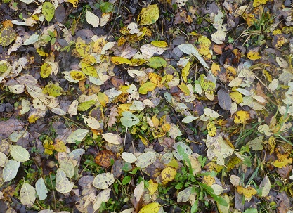 BL11N - Kopie - Kopie