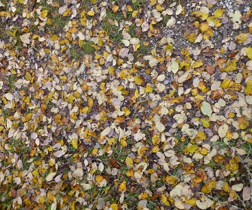 BL1N - Kopie - Kopie