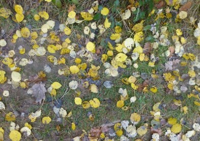 Bl5N - Kopie - Kopie