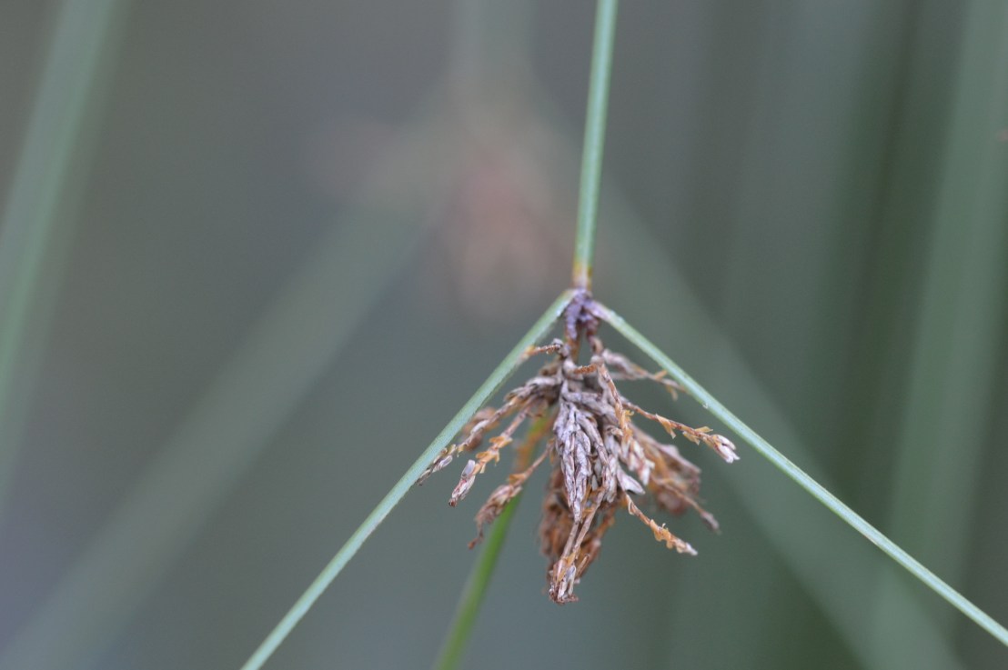 Geraden in der&nbsp;Natur
