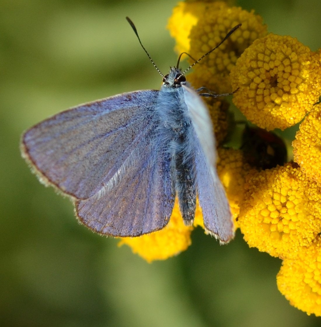 Bläuling1