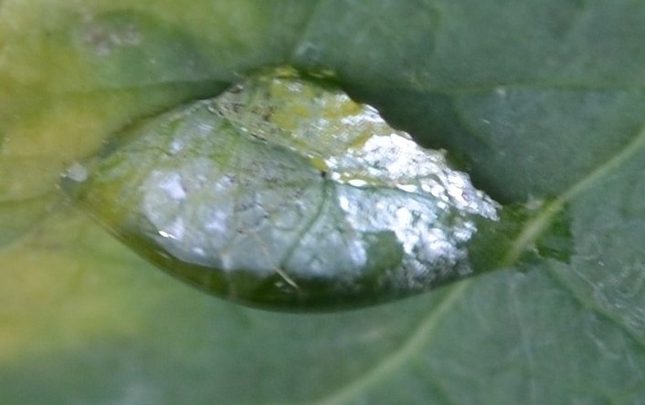 Gestrandeter_Silberfisch