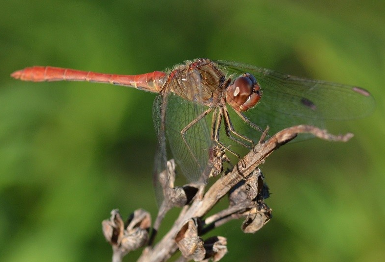 libelle-e1540215196177.jpg