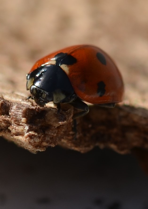 Marienkäfer3