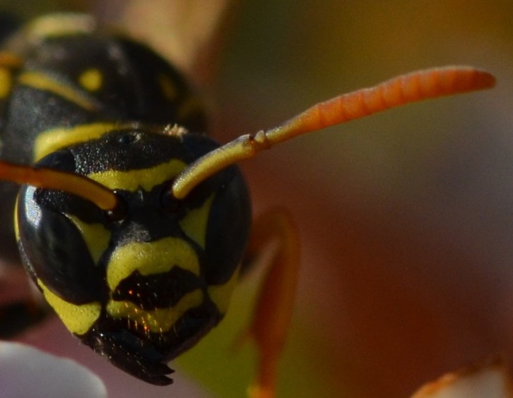 wespe.jpg