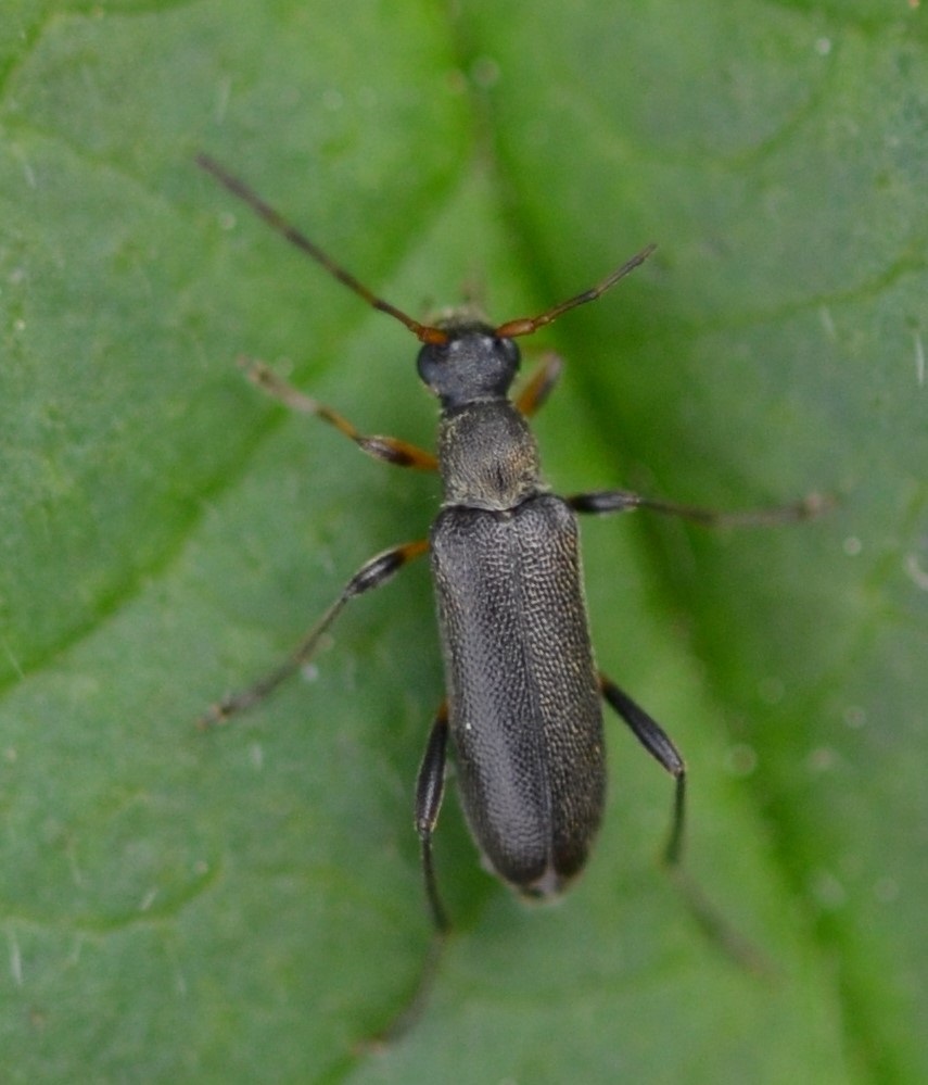 Dasytes virens Wollhaarkäfersorte