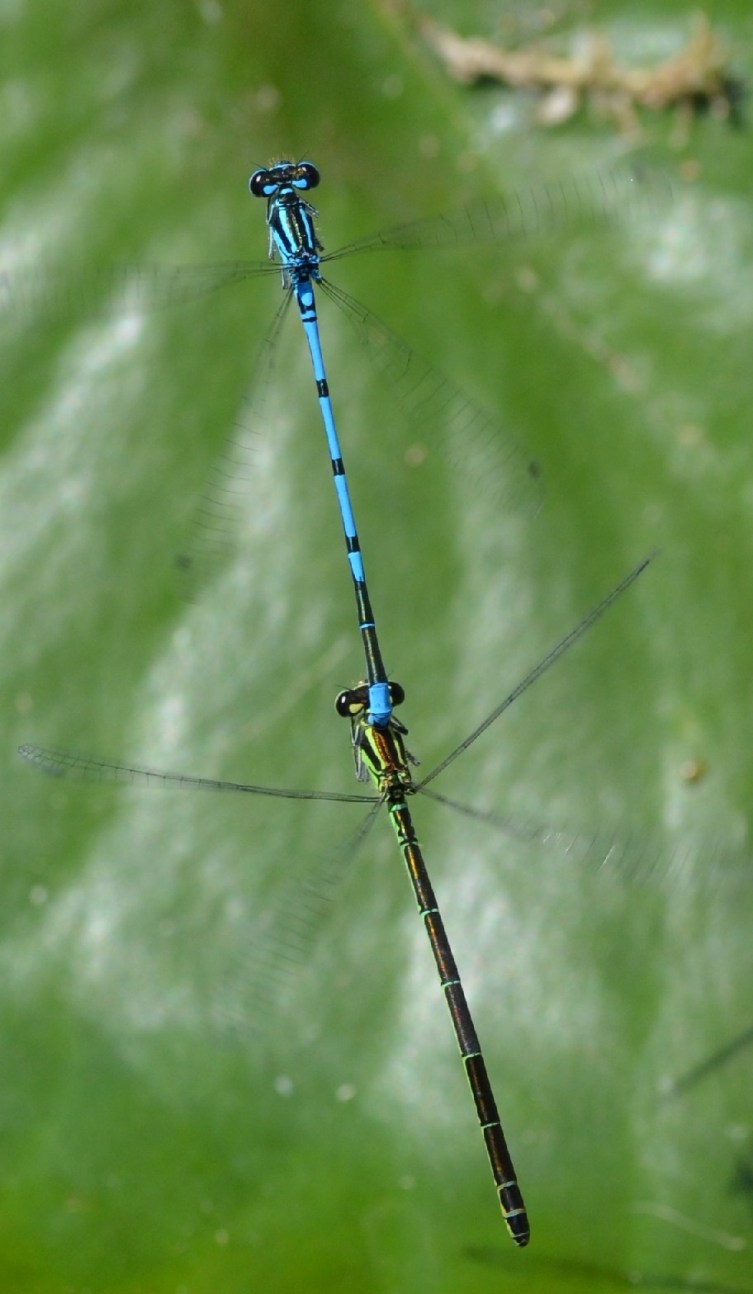 Neuen Ufern entgegen