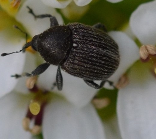 Veränderlicher Gallenrüssler