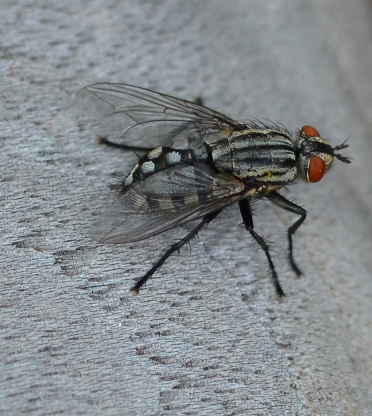 Fleischfliege auf Holz