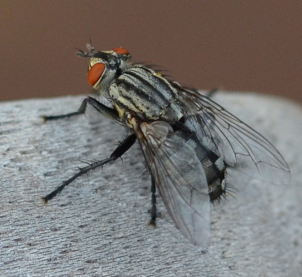 Fleischfliege2