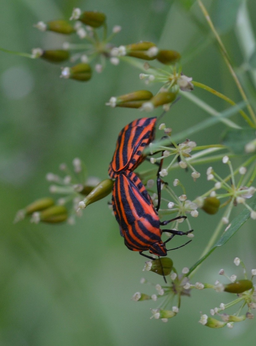Streifenwanzen (2)