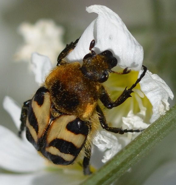 Trichius gallicus, 3