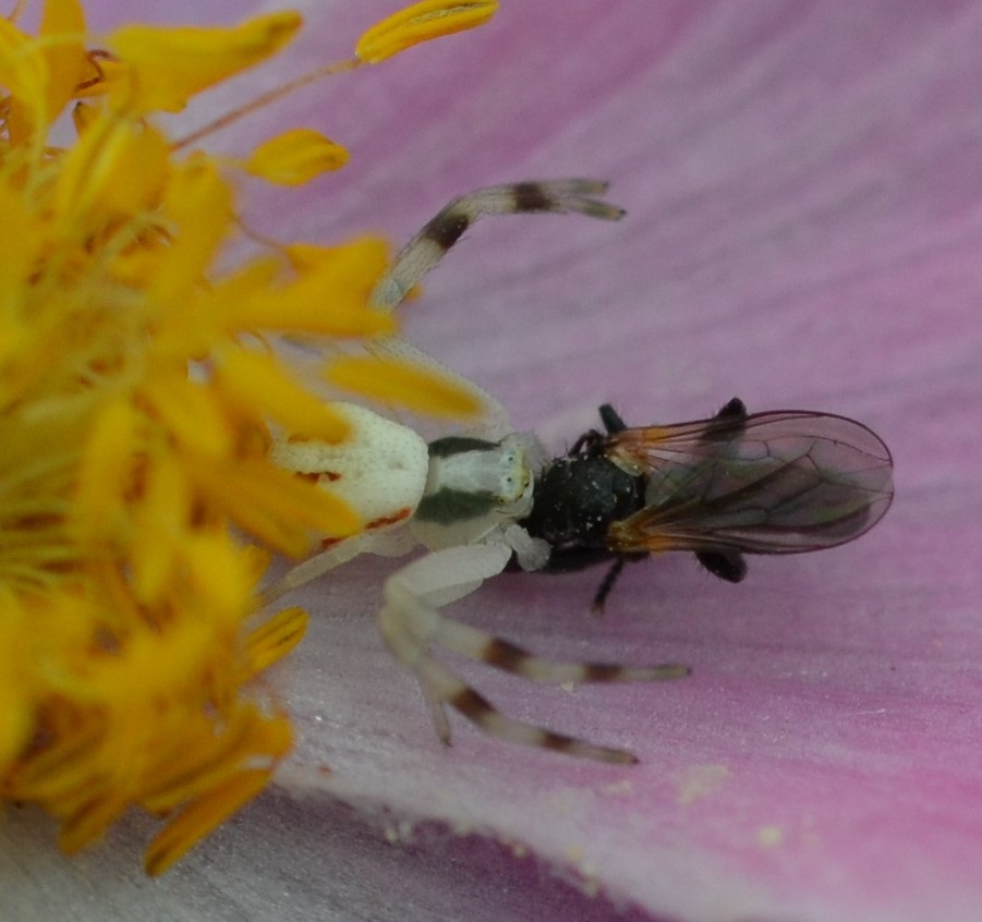 Krabbenspinne bei japanischer Anemone