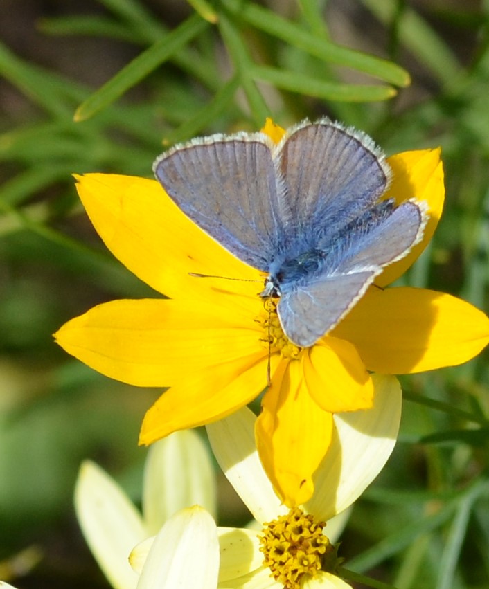 Hauhechelbläuling männlich