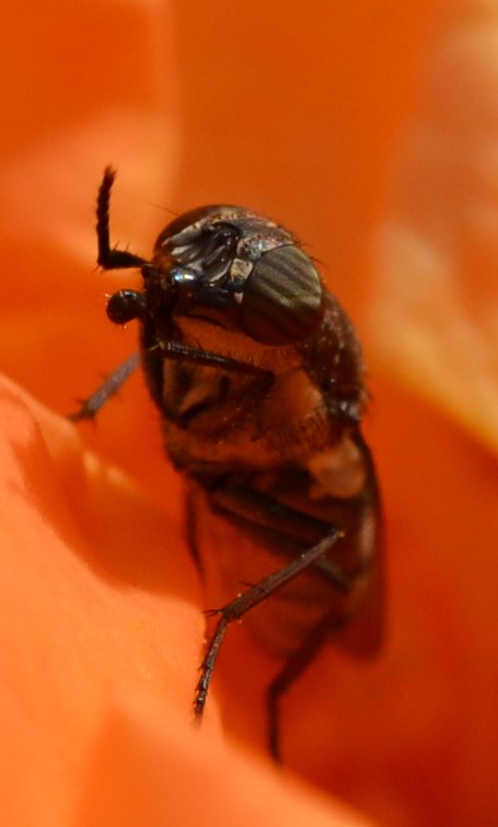 Lauxaniidae - Faulfliege