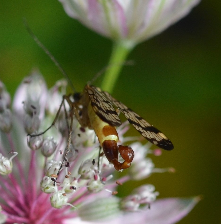 W_Gemeine Skorpionsfliege_mit Stachel