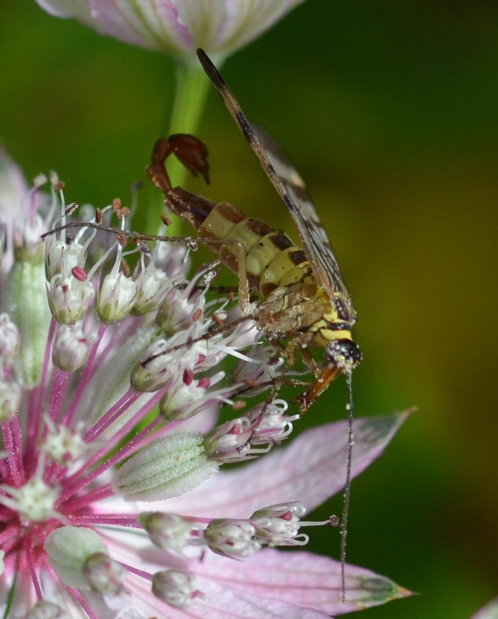 W_Gemeine Skorpionsfliege_mit Stachel2