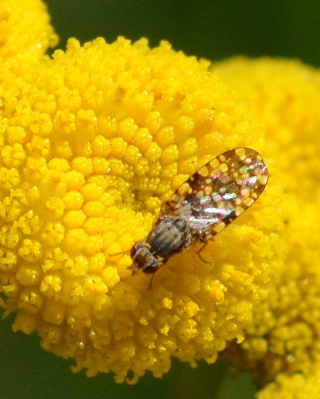 Campiglossa producta