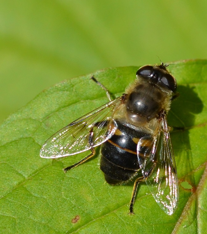 Keilfleckschwebfliege-N