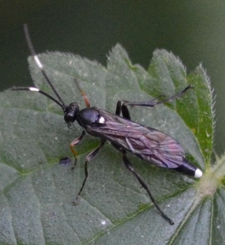 Schlupfwespen-Art weiblich