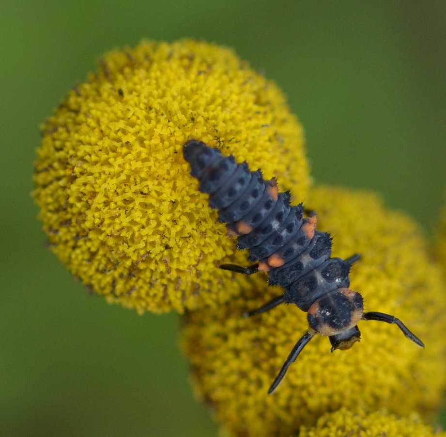 W-Coccinella septempunctata