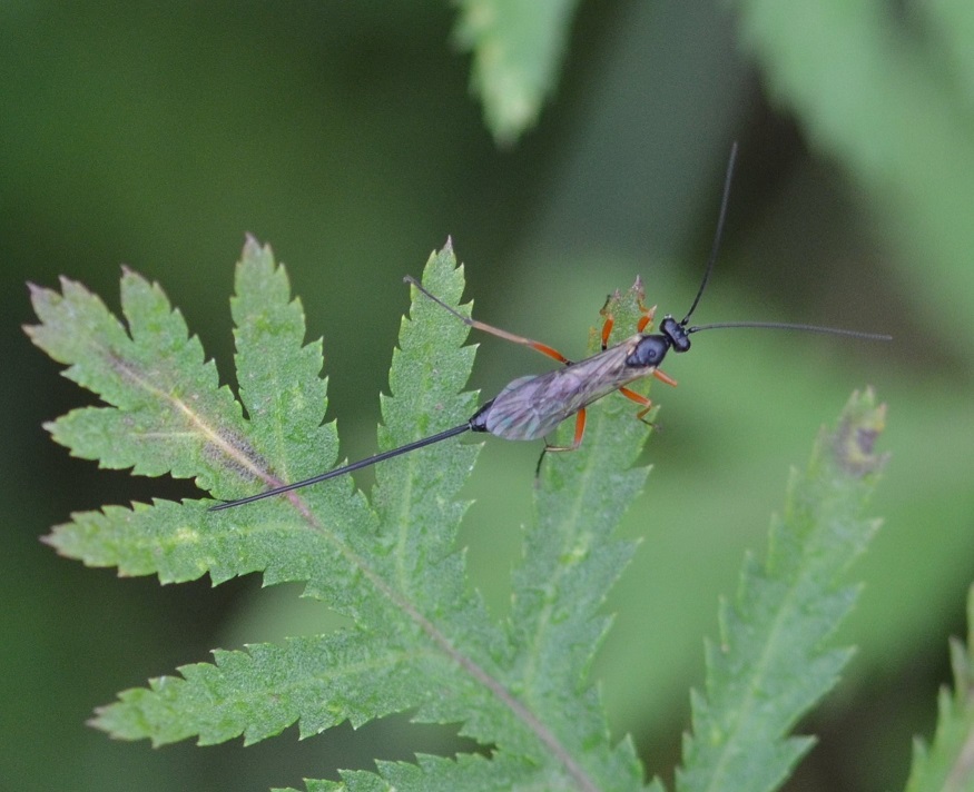 w-weibliche Schlupfwespe