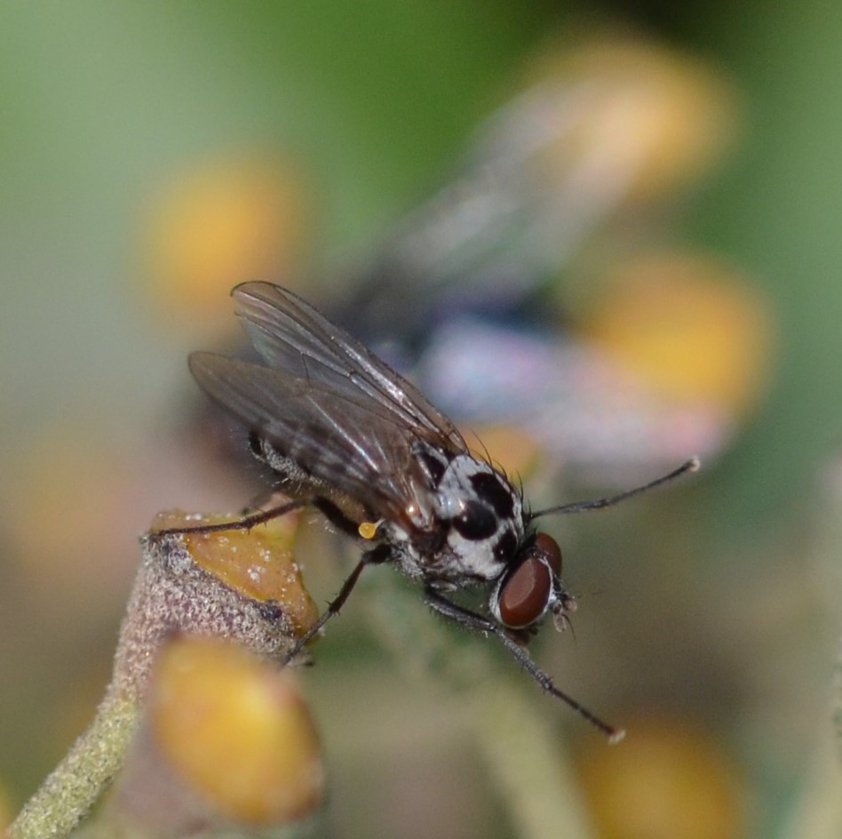Anthomyia procellaris 2
