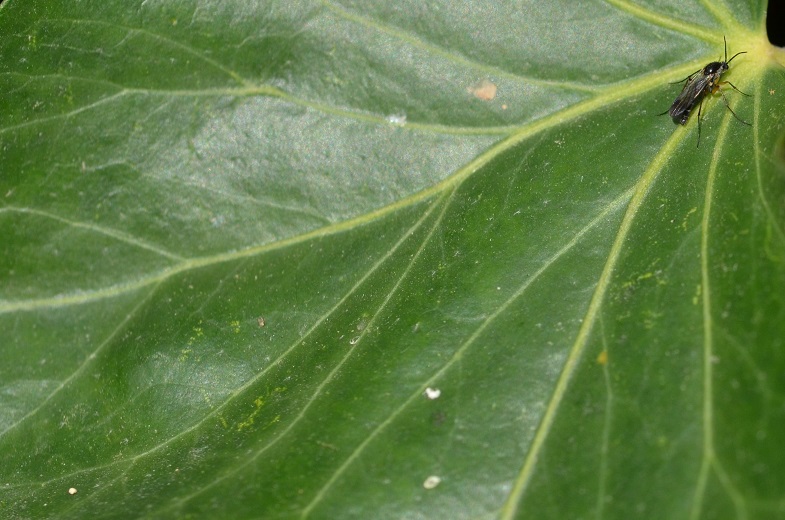 Keroplatidae, Platyura3neu