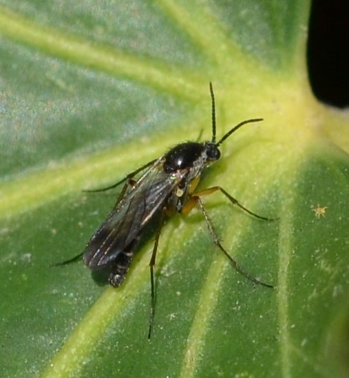 Keroplatidae, Platyura3neu