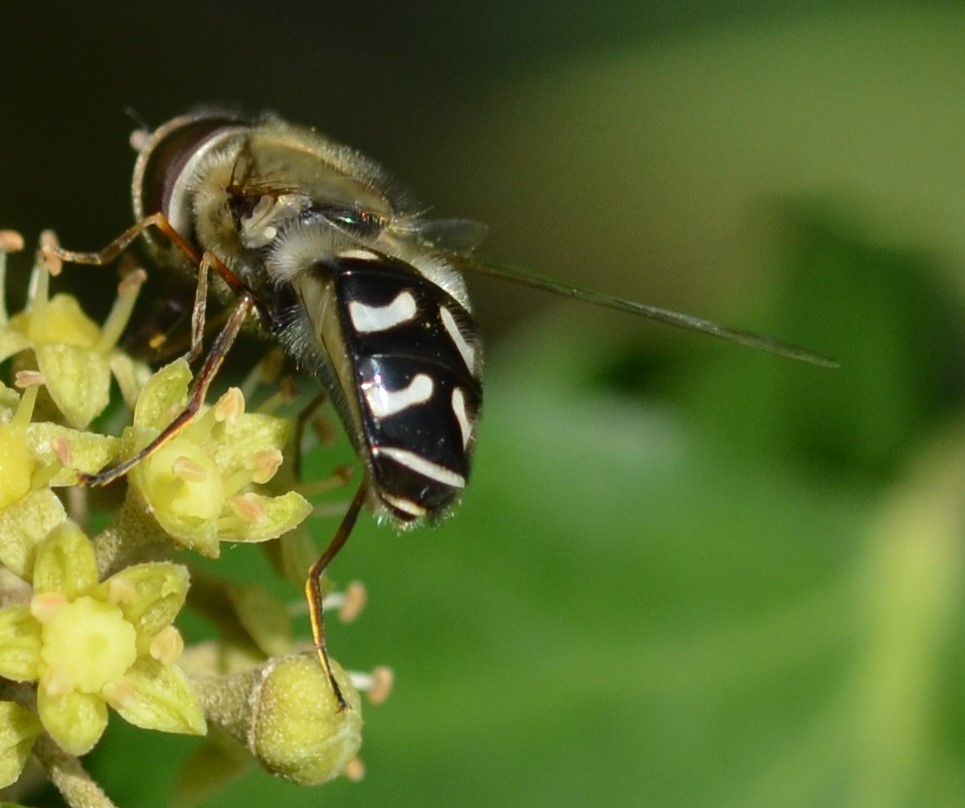 Späte Großstirnschwebfliege