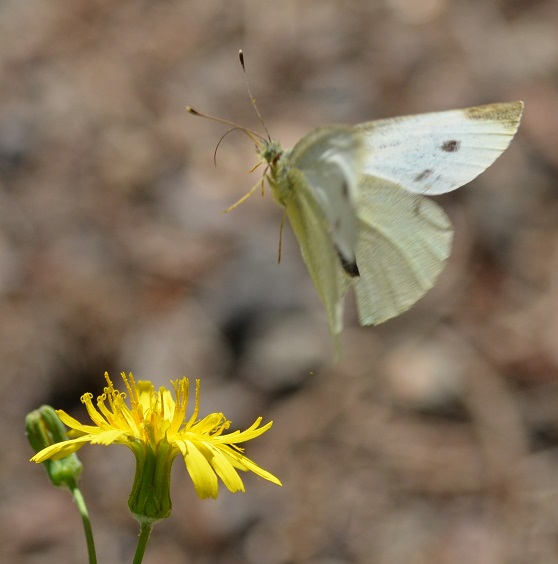 W_Achyrophorus rutea