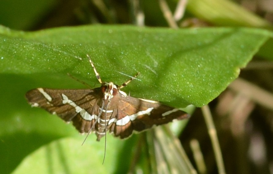 W_Zünsler Spoladea recurvalis